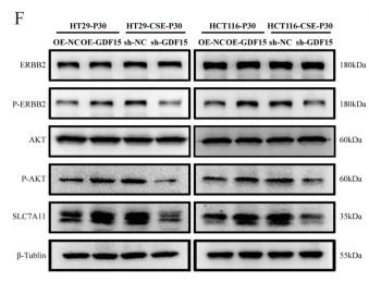 xCT Antibody - Fig.
