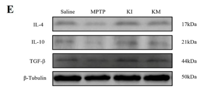 IL10 Antibody - Fig.