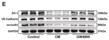 VE-Cadherin Antibody - Fig.