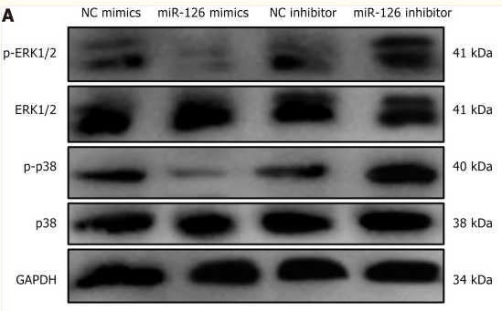 Phospho-p38 MAPK (Thr180/Tyr182) Antibody - Figure 4.