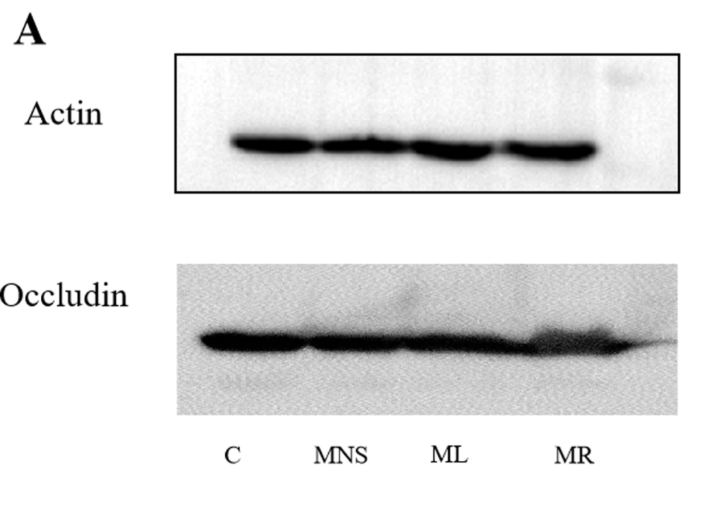 Occludin Antibody - Fig 4.
