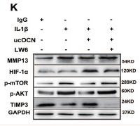 HIF1A Antibody - Figure 1.