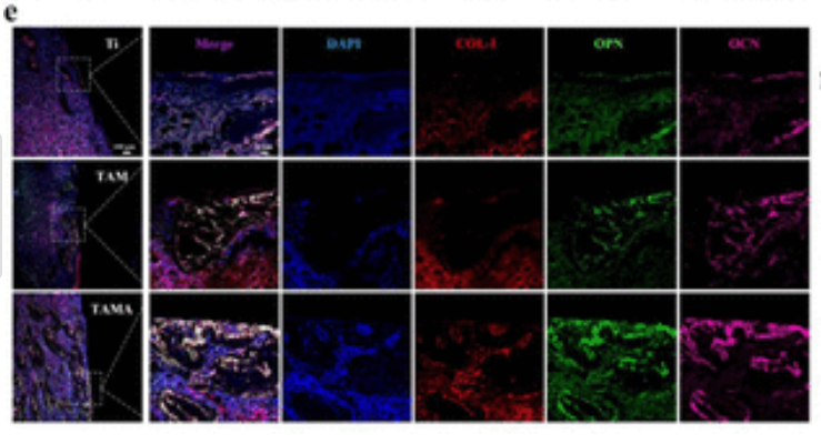 Osteopontin Antibody - Figure 6.