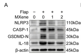 IL18 Antibody - Fig.