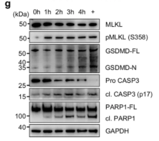 Phospho-MLKL (Ser358) Antibody - Fig.