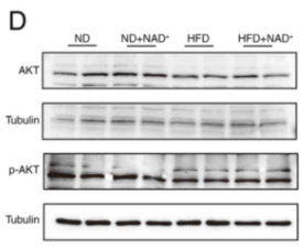 AKT1 Antibody - Figure 5.