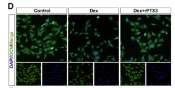 Osteopontin Antibody - Fig.