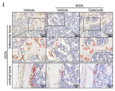 Osteocalcin Antibody - Fig.