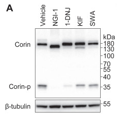 beta-Tubulin Antibody - Figure 2 Zymogen activation of corin with inhibitors of N-glycosylation.