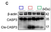 Cleaved-Caspase 3 (Asp175), p17 Antibody - Figure 3 NETs promote hepatocyte apoptosis under ethanol-induced sublethal injury.