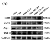 CD86 Antibody - Figure 4.