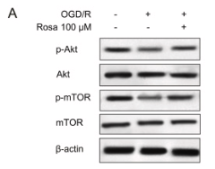 mTOR Antibody - Fig.