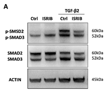 Phospho-Smad2/3 (Thr8) Antibody - Figure 6.