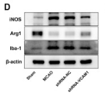 ARG1 Antibody - Fig.