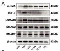 alpha SMA Antibody - Fig.