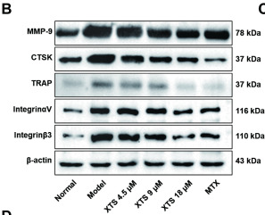 Integrin beta3 Antibody - Fig.