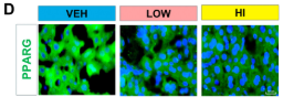 PPAR gamma Antibody - FIGURE 3 Histological and biochemical analyses of liver and serum samples under different treatments.