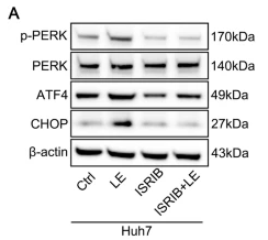 Phospho-PERK (Thr982) Antibody - Fig.