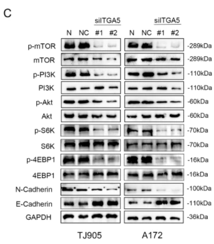 E-cadherin Antibody - Fig.
