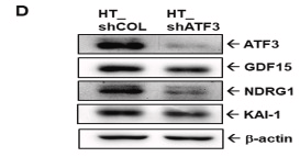 beta-Actin Antibody - Fig.