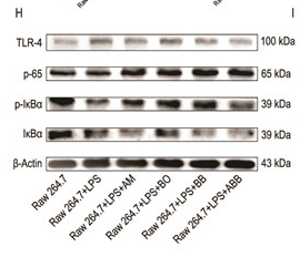 TLR4 Antibody - Figure 3Inhibition of CD by ABB.