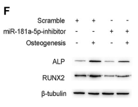 beta-Tubulin Antibody - Figure 3.