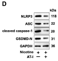 Cleaved-Caspase 1 (Asp296), p20 Antibody - Figure 2.