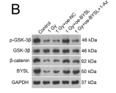 Phospho-GSK3 beta (Ser9) Antibody - Fig.