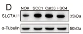 xCT Antibody - Fig.