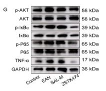 Phospho-IKB alpha (Ser32/Ser36) Antibody - Fig.