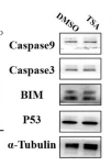 Caspase 3 Antibody - Fig.