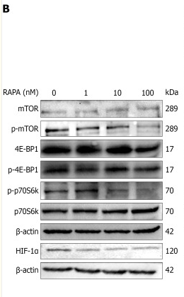 HIF1 alpha Mouse monoclonal Antibody - Figure 6.