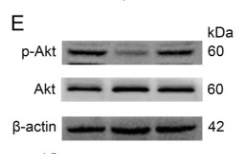 pan-AKT1/2/3 Antibody - Figure 8.