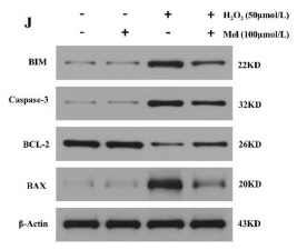 Caspase 3 Antibody - Fig.