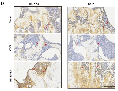 RUNX2 Antibody - Fig.