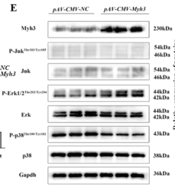 Phospho-ERK1/2 (Thr202/Tyr204) Antibody - Fig.