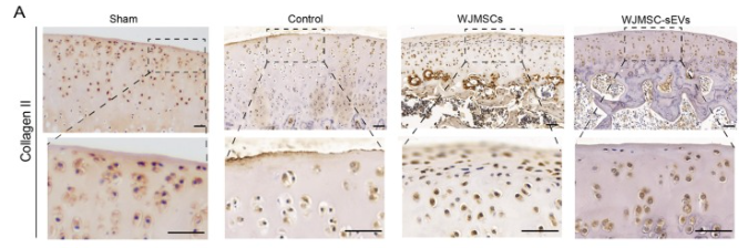 Collagen II Antibody - Fig.