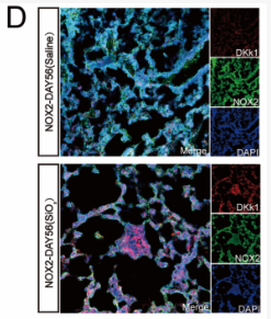 NOX2 Antibody - Figure 2.