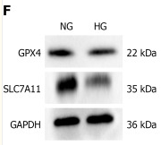 xCT Antibody - Figure 7.