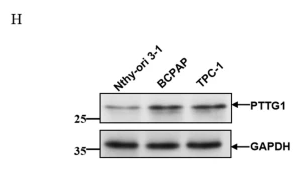 PTTG1 Antibody - Fig.