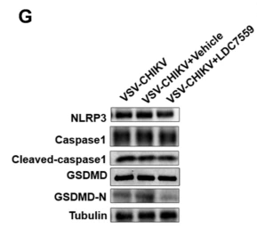 GSDMD N-Terminal Antibody(Mouse specific) - Fig.