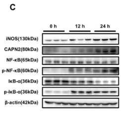 iNOS Antibody - Fig.