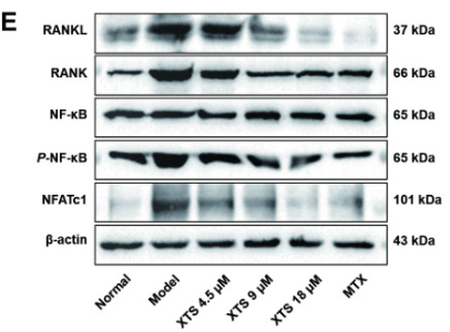 TNR11 Antibody - Fig.