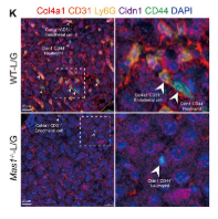 Calmodulin1/2/3 Antibody - Figure 4 Col4a1+ ECs trigger NETs formation in Cldn1+CD177+ neutrophils via Col4a1-CD44 interaction.