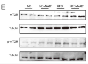 Phospho-mTOR (Ser2448) Antibody - Figure 5.