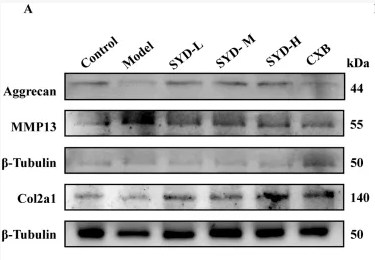 Collagen II Antibody - FIGURE 4 SYD inhibited apoptosis and cartilage degeneration in vitro.