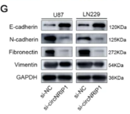 Fibronectin Antibody - Fig.