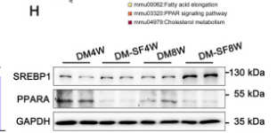 SREBP1 Antibody - Figure 2.