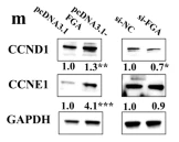 Cyclin E1 Antibody - Fig.