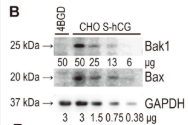 Bax Antibody - Figure 1.